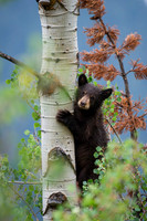Black Bear Cub #3