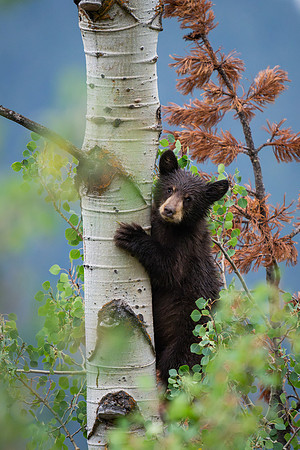 Black Bear Cub #3