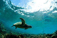 Turtle Kauai #2