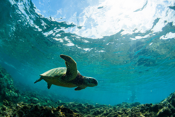 Turtle Kauai #2