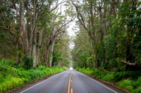 Tunnel Road Kauai