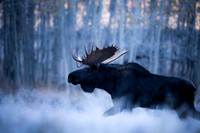 Moose, Grand Tetons #2, Ninja Star