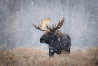 Moose, Grand Tetons #16