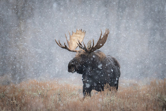 Moose, Grand Tetons #16