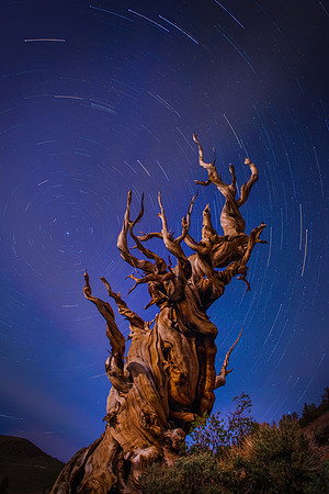 Bristle Cone Pine with Star trails