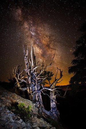 Ancient Bristle Cone Milky Way