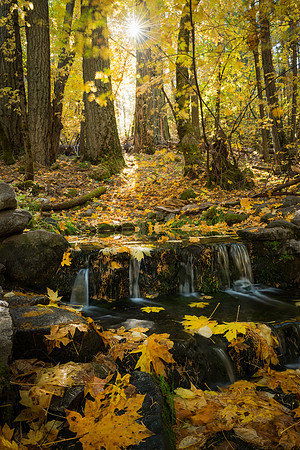 Fall Color at Fern Spring in Yosemite