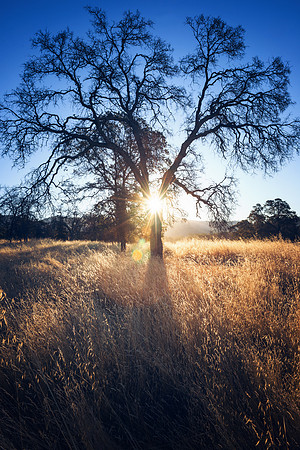 Oak Tree at Sunrise Mariposa County