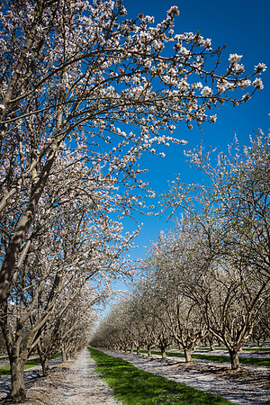 Almond Tree in Bloom Central Valley California #1