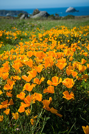California Poppies