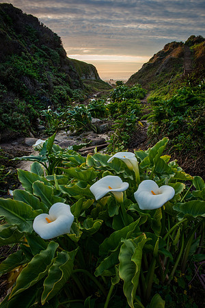 Garapata Sunset Calla Lilies