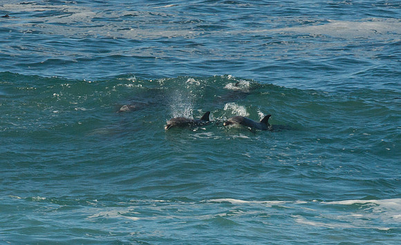 Big Sur Dolpins