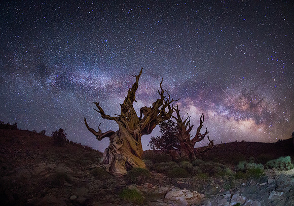 Ancient Bristle Cone Pine Milky Way #2
