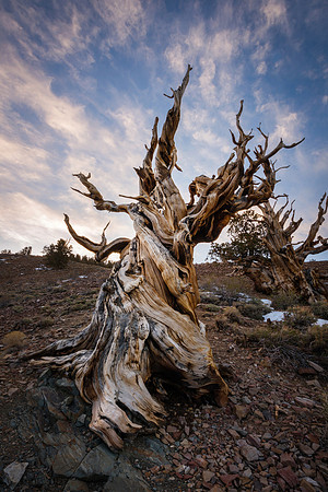 Ancient Bristle Cone Pine at Sunset