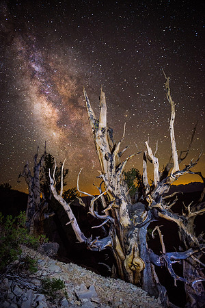 Ancient Bristle Cone Pine Milky Way #3