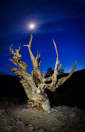 Ancient Bristle Cone Pine with the moon