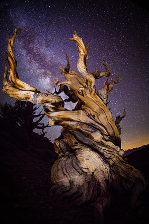 Ancient Bristle Cone Pine Milky Way #4