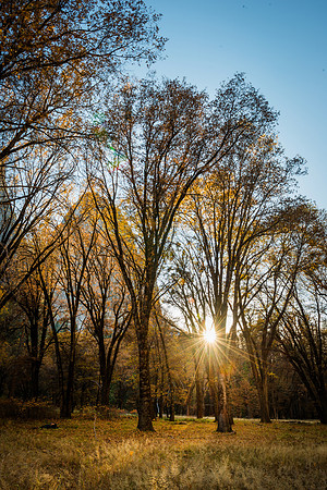 Sunset Trees Fall Color, Yosemite