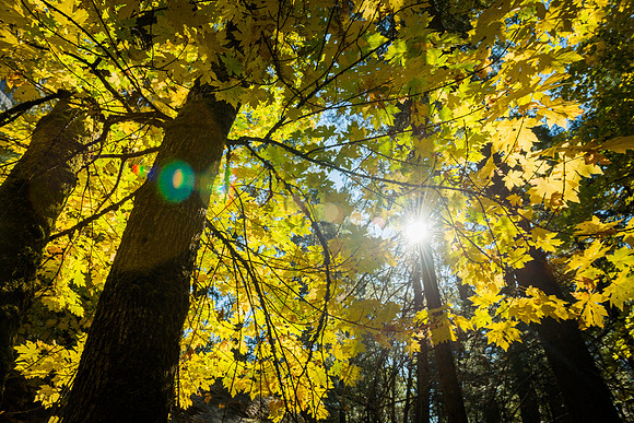 Fall Color, Yosemite #2