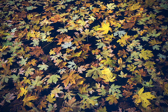 Fall Color, Yosemite #1