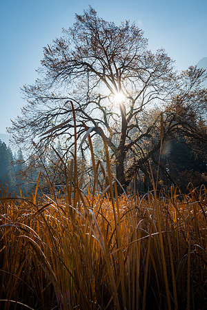 Oak Tree sunrise, Cook's Meadow Yosemite