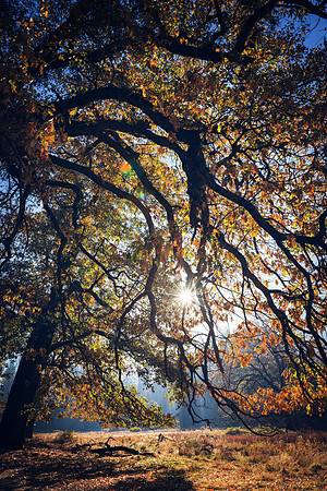 Fall Color, Yosemite #3