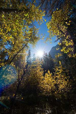 Fall Color, Yosemite #4