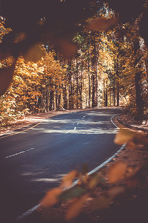 Highway 120 Fall Foliage, Yosemite