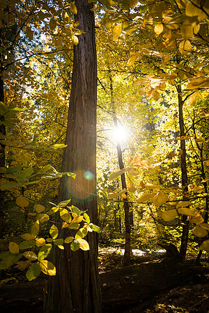 Fall Color, Yosemite #5