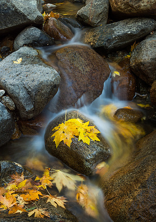 Fall Color, Yosemite #6