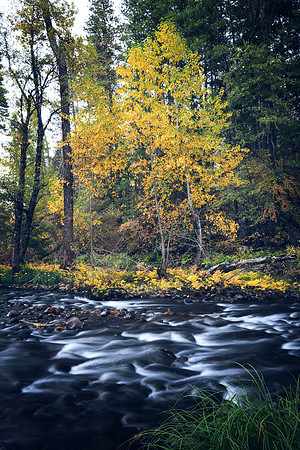 Fall Color, Yosemite #7