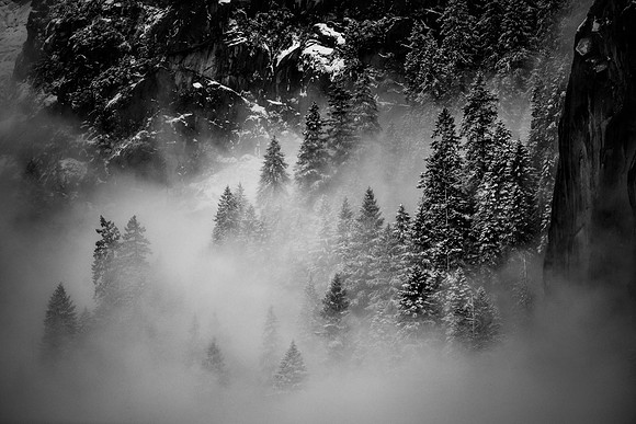 Misty Trees black and white, Yosemite