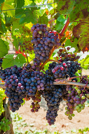 Vineyard at Harvest time #2