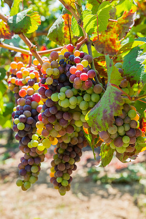 Vineyard at Harvest time #3