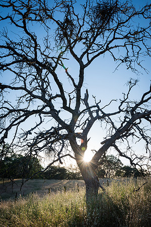 Sunset with an oak tree, Henry Coe