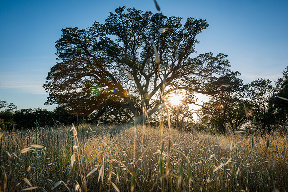 Sunset with an oak tree, Henry Coe #2