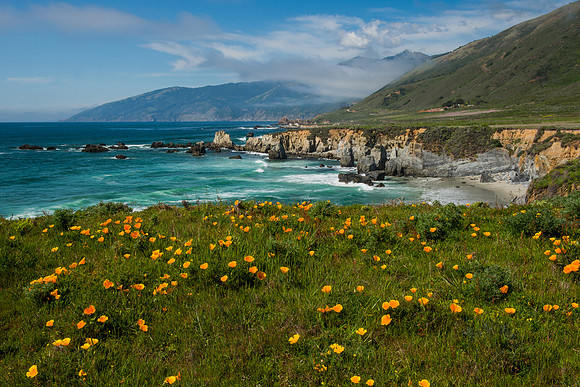 Big Sur Poppies #2