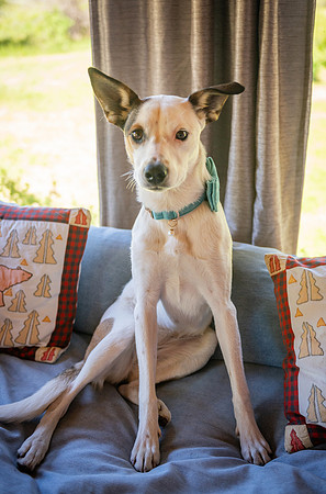 Jackson Hole Wedding Photographer