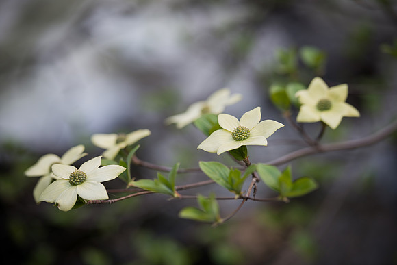 Dog wood bloom #1, Yosemite