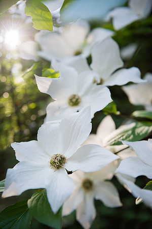 Dog wood Bloom #2 Yosemite
