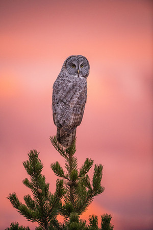 Great Grey Owl #8