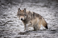 Wolf in the River, Yellowstone