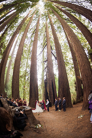 Redwood wedding Roaring Camp