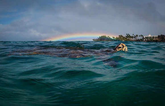 Aloha Honu and rainbow in Maui #2
