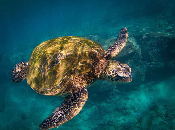 Turtle #2 Big Island of Hawaii