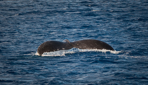Humpback whale tail #1, Maui