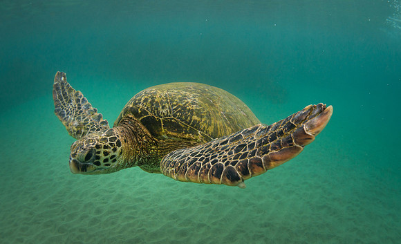 Turtle Maui #1