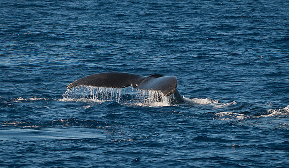 Humpback whale tail #2