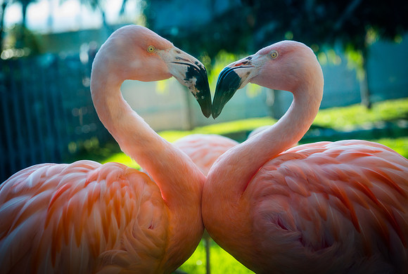 2 Flamingos making a heart