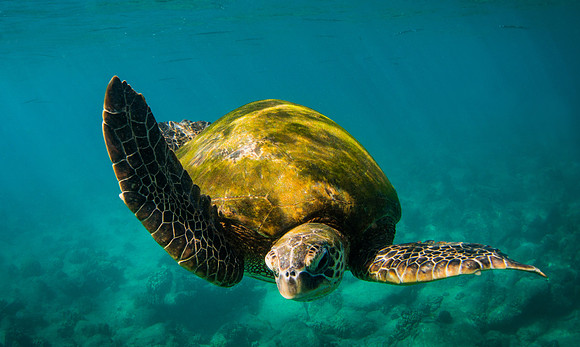 Turtle Kauai #1, Poipu Kauai